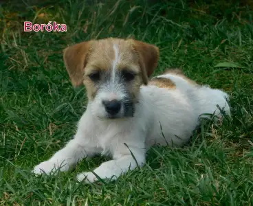 Terrier Jack Russell - Joyful Jack Boróka