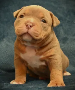 Amerikai Bully - Pocket - Zoey