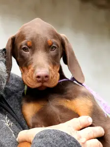 Dobermann - Liliom Male