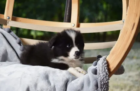Border Collie - Dazzling Borders Artistic Mind 