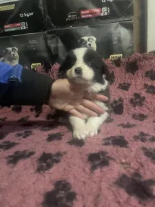 Border Collie - Seal Fehér Szuka