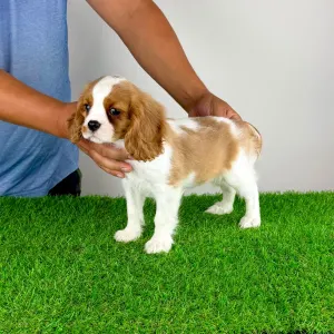 Cavalier King Charles Spaniel - Tici