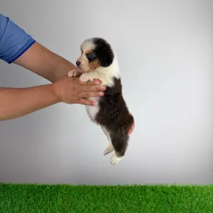 Australian Shepherd - Dirk