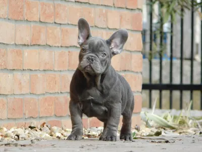French Bulldog - Zeusz