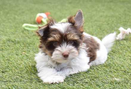 Biewer Terrier - Oreo 