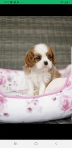 Cavalier King Charles Spaniel - Redstone Cavalier