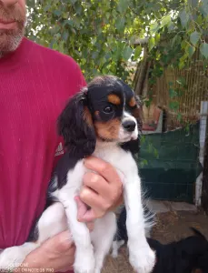 Cavalier King Charles Spaniel - Grafit