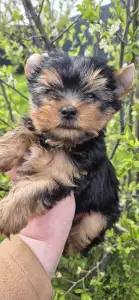 Yorkshire Terrier - Lamborghini Diablo