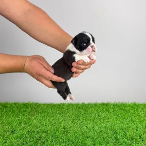 Boston terier - Flower 