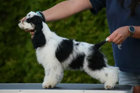 American Cocker Spaniel - English Levander