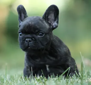French Bulldog - Rocco