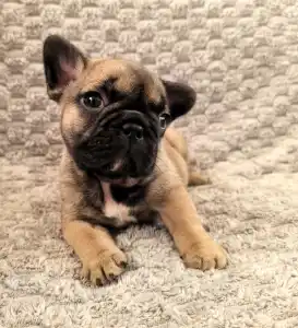 Französische Bulldogge - Miora Frenchie Summer