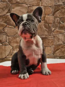 Francuski buldog - Dodo