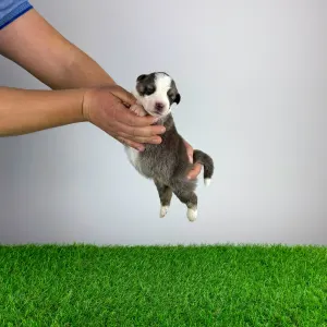 Australian Shepherd - Bizzy