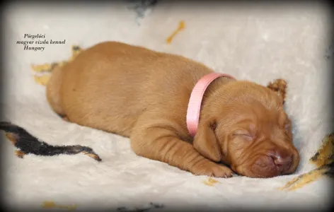 Rövidszőrű magyar vizsla - Pinkily