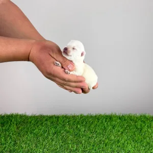 West Highland White Terrier - Kitty