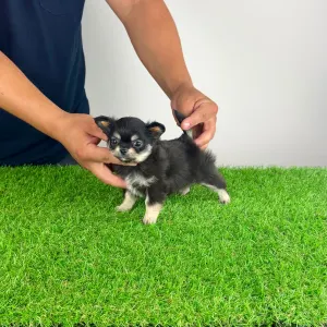 Chihuahua - Lillemor
