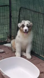 Australian Shepherd - Dunkan