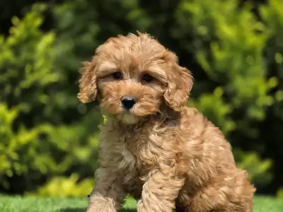 Cavapoo - Tim