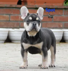French Bulldog - Spot