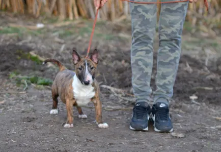 Miniature Bullterrier - Jake