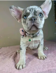 Francia bulldog - Mary
