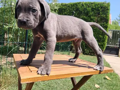 Cane Corso Italiano - Brutus