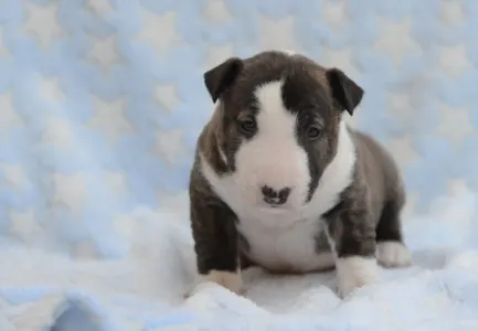 Miniatűr bullterrier - Nathan