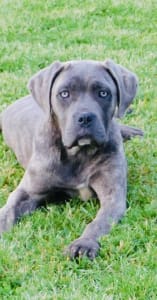 Cane Corso - Romyna