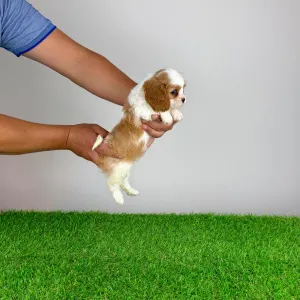 Cavalier King Charles spániel - Norbo