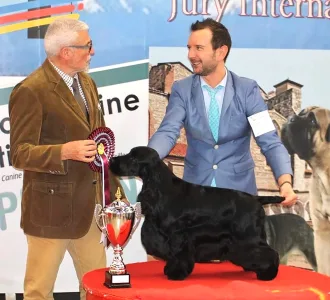 Cocker Spaniel anglais - La Scale Meteor Shower