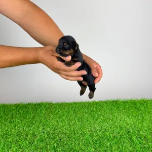 Yorkshire Terrier - Blitzy