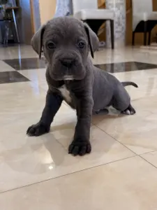 Cane Corso Italiano - Tommyboy