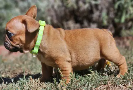 French Bulldog - Uranus