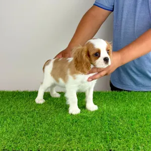 Cavalier King Charles Spaniel - Phillip 