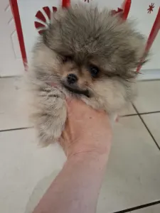 Pomeranian - Akim