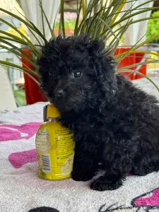 Poodle Toy - Raven