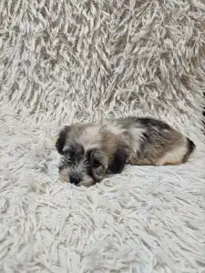Havanese - Mia