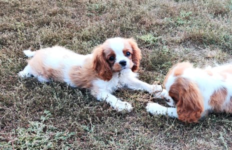 Cavalier King Čarles Španiel - Erdőszéli Ezüstcsillag