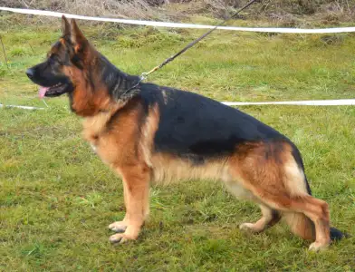 German Shepherd Dog - Csereerdei Lina