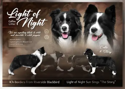 Border Collie - Light Of Night Coffee Irish