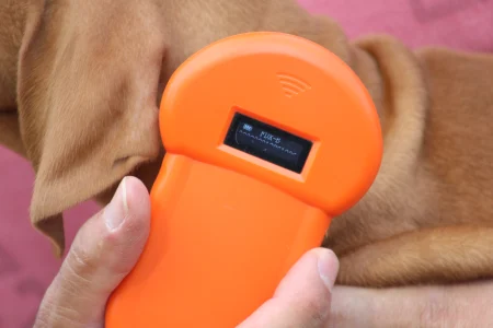 Hungarian Short-haired Vizsla - Rebeka