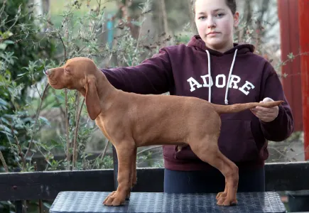 Kurzhaariger Ungarischer Vorstehhund - Pörgelóci Land Rover