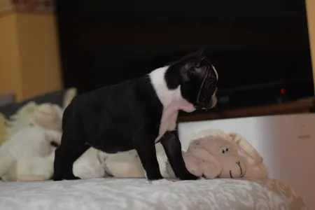 Boston Terrier - Villám ( Blitzen )