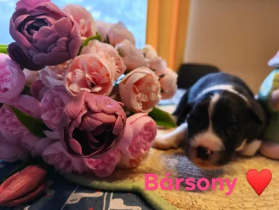 Border Collie - Bársony