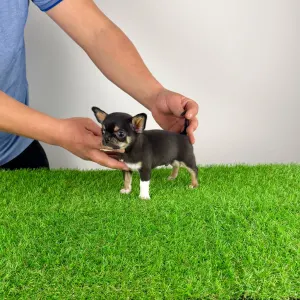Chihuahua - Wuffi