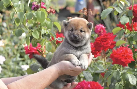 Shiba - Bravados Iria