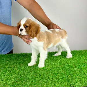 Cavalier King Charles Spaniel - Zira