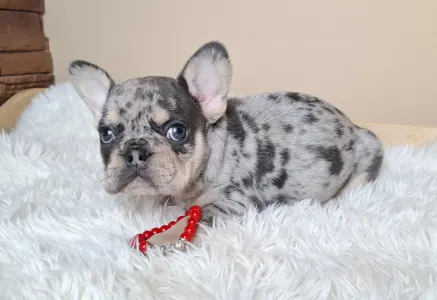 French Bulldog - Zyva