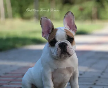 Bouledogue français - Xiara